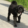29.5.2012 - Arabella bei uns zu Besuch