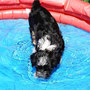 Kleine Wasserratte