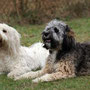 Beim D-Wurf-Treffen: Diego und Sally im Alter von ca. 2 Jahren