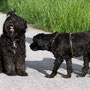 29.5.2012 - Arabella bei uns zu Besuch - Kar-mi trifft Tante Arabella