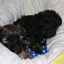 Yeshi und Femi aus dem F-Wurf beim Kuscheln - 5 Wochen alt