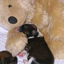 Kuscheln mit dem Teddy