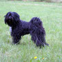 Juni 2008 - Arabella bei uns auf der Wiese