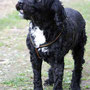 29.5.2012 - Arabella bei uns zu Besuch