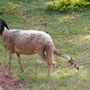 typische Art in Tansania ein Schaf am Weglaufen zu hindern