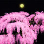 「慈雲寺のイトザクラ ... 月夜の余白」／20号M(72.7×50.0cm)／油彩、アルミ箔、金箔、キャンバス、パネル