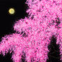「櫻圖 ... 月夜の余白」／10号P(53.0×41.0cm)／油彩、アルミ箔、金箔、キャンバス、パネル