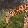 Giraffe (Chitabe Camp, Botswana, 2011)