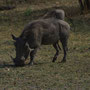Warzenschwein (Savuti Camp, Botswana, 2011)