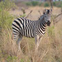 Zebra (Little Vumbura Camp, Botswana, 2011)