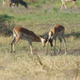 kämpfende Impalas - ist wohl ein Training (Chitabe Camp, Botswana, 2011)