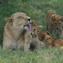 Löwenfamilie (Little Vumbura Camp, Botswana, 2011)