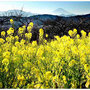 中山康以　「黄花繚乱」(二宮町吾妻山）