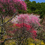 鈴木歩歩子　「花　共演」（松田町最明寺史跡公園）