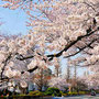 桜花爛漫　（東京都・国立大学通り）