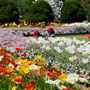 鷹取清司　花園　（鎌倉市・大船ﾌﾗﾜｰｾﾝﾀｰ）