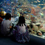 きれいだね　（藤沢市　江ノ島水族館）