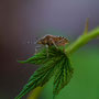 Graue Gartenwanze-Rhaphigaster nebulosa