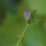 Graue Gartenwanze-Rhaphigaster nebulosa