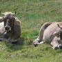  Vacche bruno-alpine, pascolo sul P.zzo Tre Signori (BG), settembre 2008