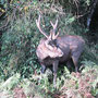 In den Horton Plains