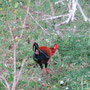 Wilder Hahn, Nationaltier Sri Lankas