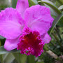 Orchideenfarm, Chiang Mai