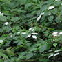 マタタビの花期の白い葉