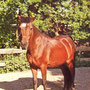 Sommer 2000 Geno im Ponyparadies - auf der Matschkoppel