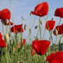 Les Coquelicots