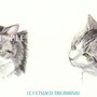 猫の表情細密画（朝日新聞出版『週刊かがくるアドベンチャー』）
