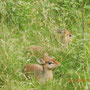 Dik Dik's