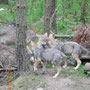 Mama Wolf mit einigen der 6 Jungen