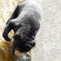der Malaien-Bär von oben runter in den Wassergraben photographiert