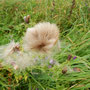 die Distel pflanzt sich fort