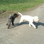 Toben mit Emil