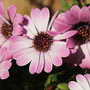  garms und gar gartengestaltung