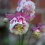 garms und gar gartengestaltung 