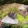 garms und gar gartengestaltung 