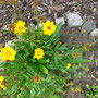 garms und gar gartengestaltung