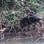 Tapir