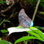 Morpheus Schmetterling