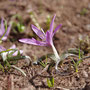 Le Bulbocode printanier, à la différence du Colchique, il fleurit au printemps
