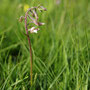 Epipactis des marais (Epipactis palustris)