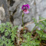 Etonnante fleur de l'Erodium glanduleux, espèce très menacée