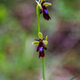 Ophrys insecte (Ophrys insectifera)