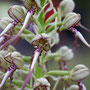 Orchis bouc (Himantoglossum hircinum)