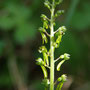 Grande listère (Listera ovata)