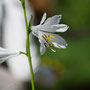 Le Lis de St Bruno, belle fleur blanche. dans les paturages.