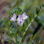 Astragale des Alpes